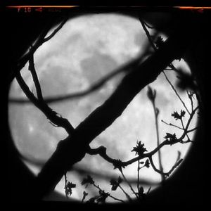 Meet your Posher, Pamela